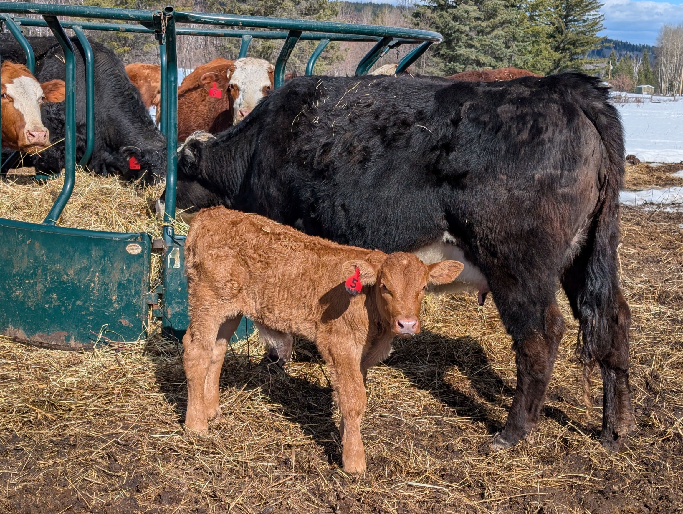 BC Livestock Sale Image