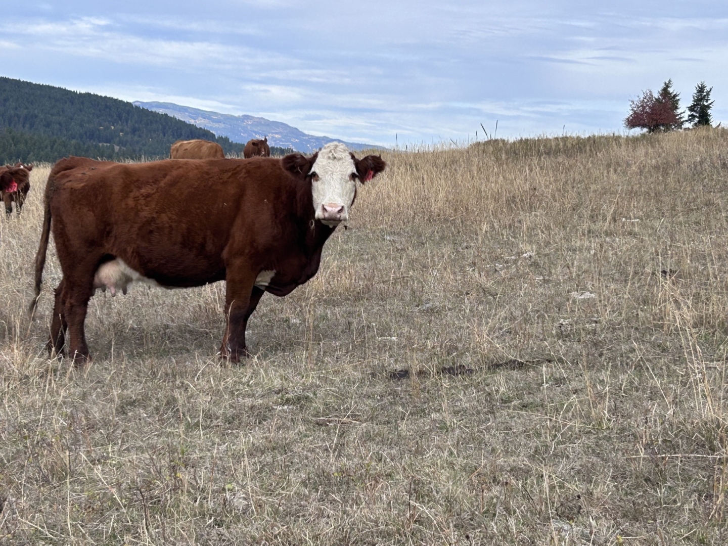 BC Livestock Sale Image
