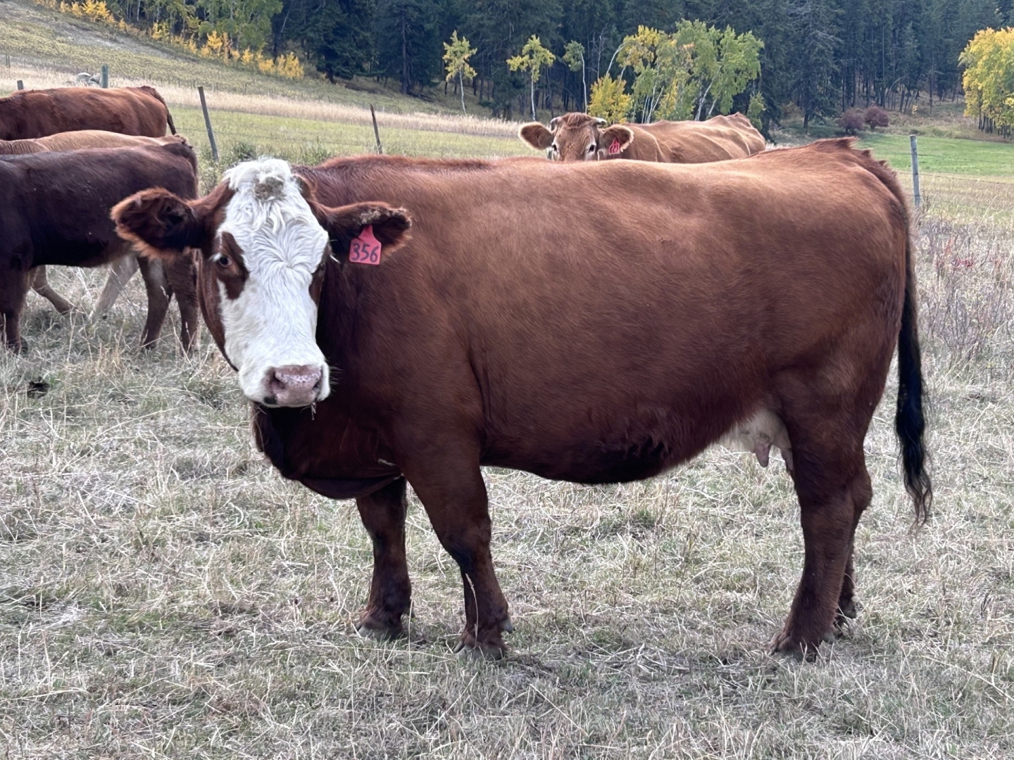 BC Livestock Sale Image