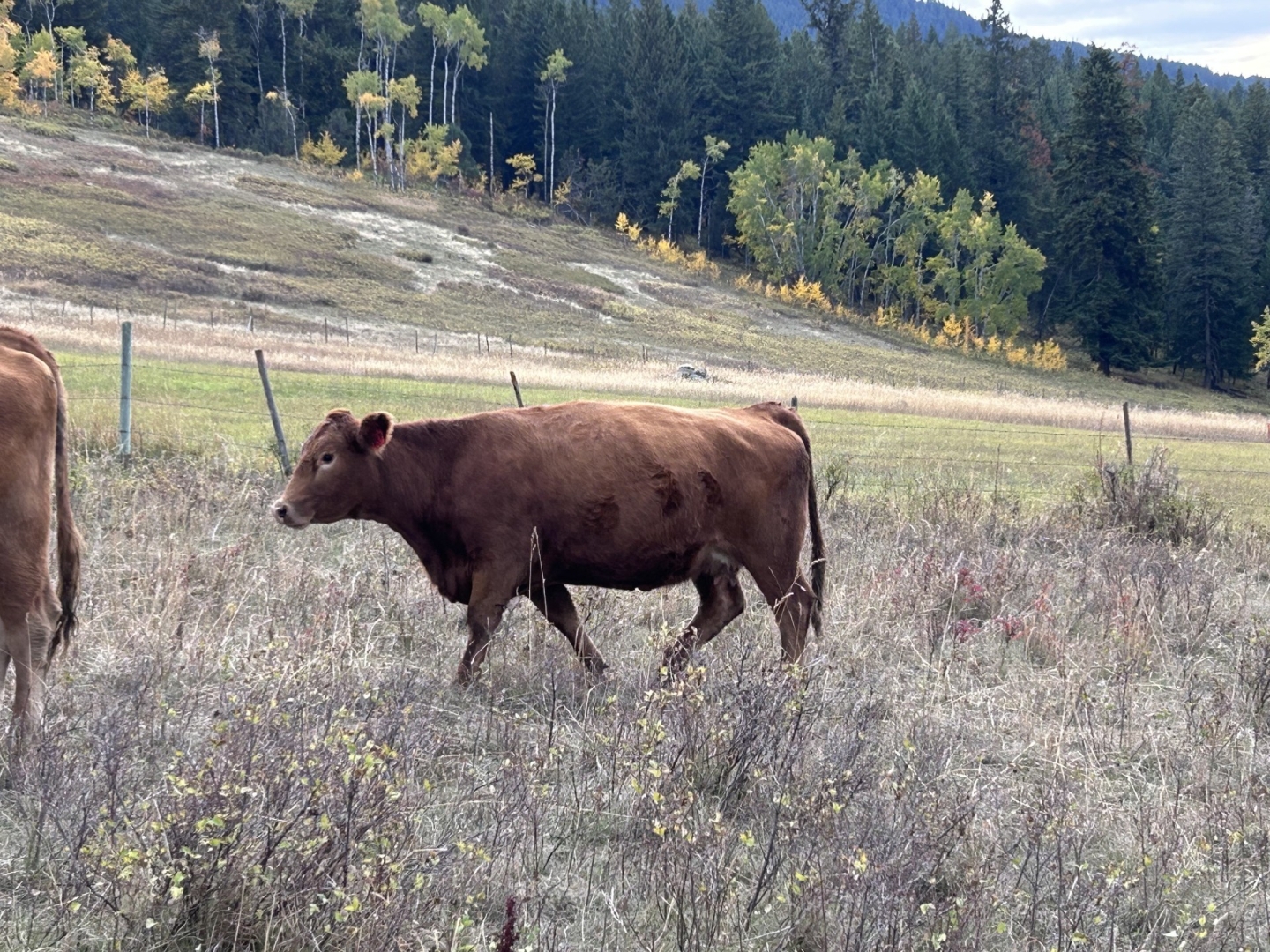 BC Livestock Sale Image