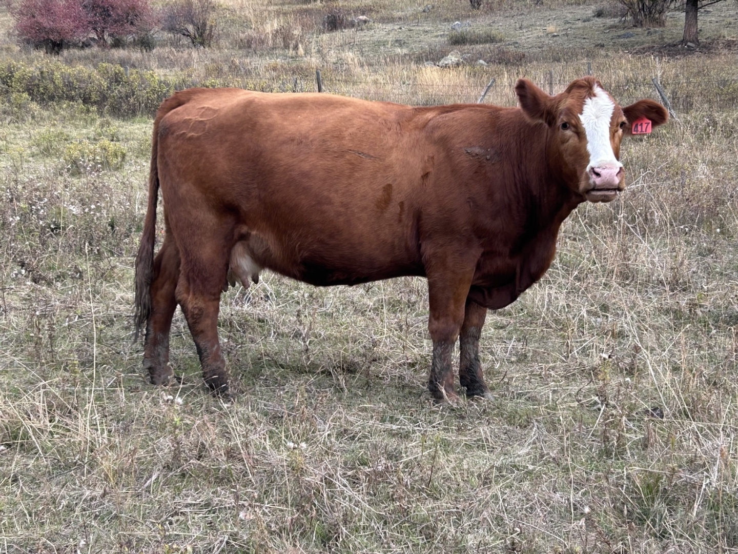 BC Livestock Sale Image