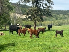 BC Livestock Sale Image