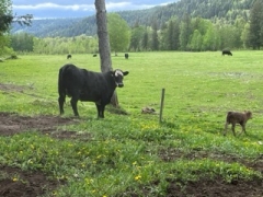 BC Livestock Sale Image