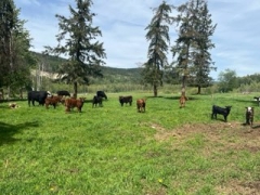 BC Livestock Sale Image