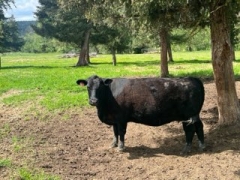 BC Livestock Sale Image