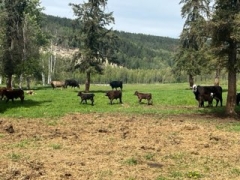 BC Livestock Sale Image
