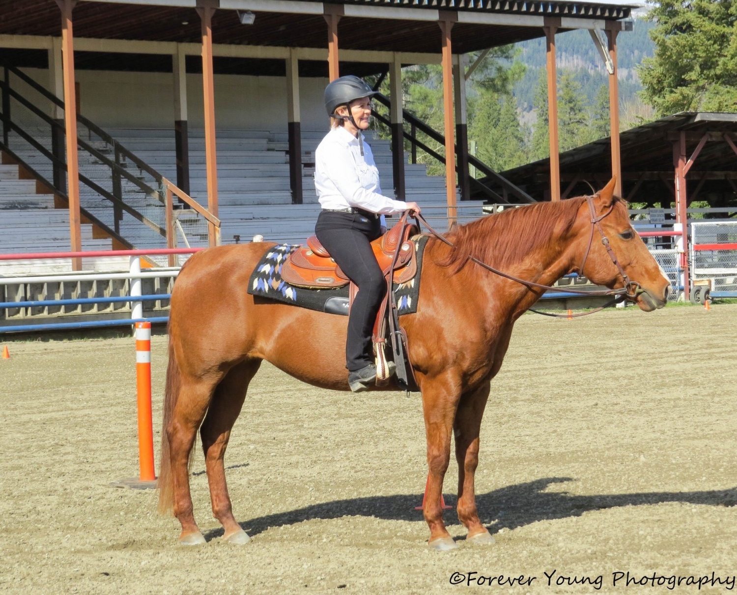 BC Livestock Sale Image