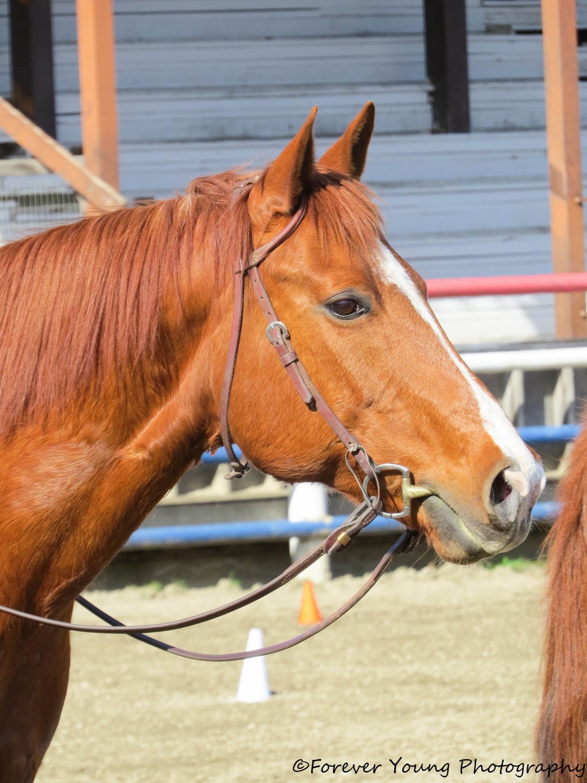 BC Livestock Sale Image