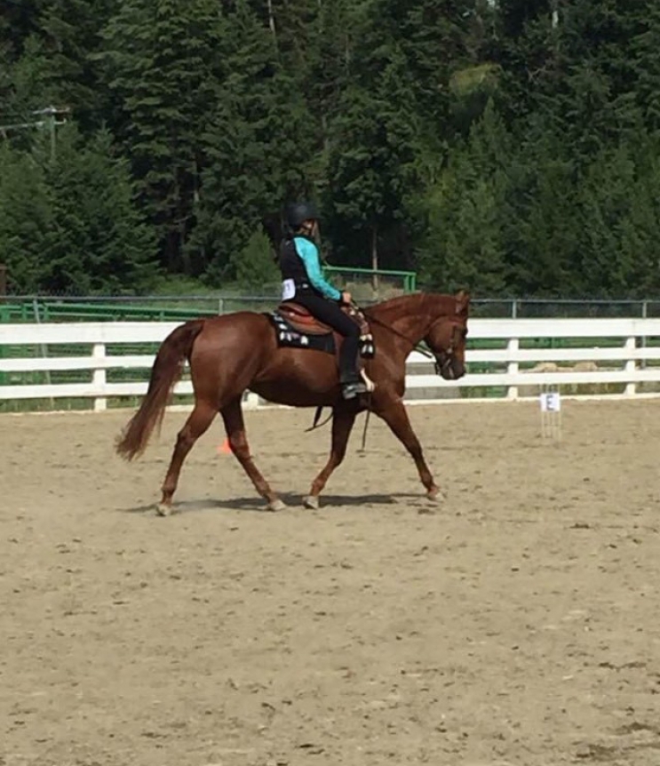 BC Livestock Sale Image