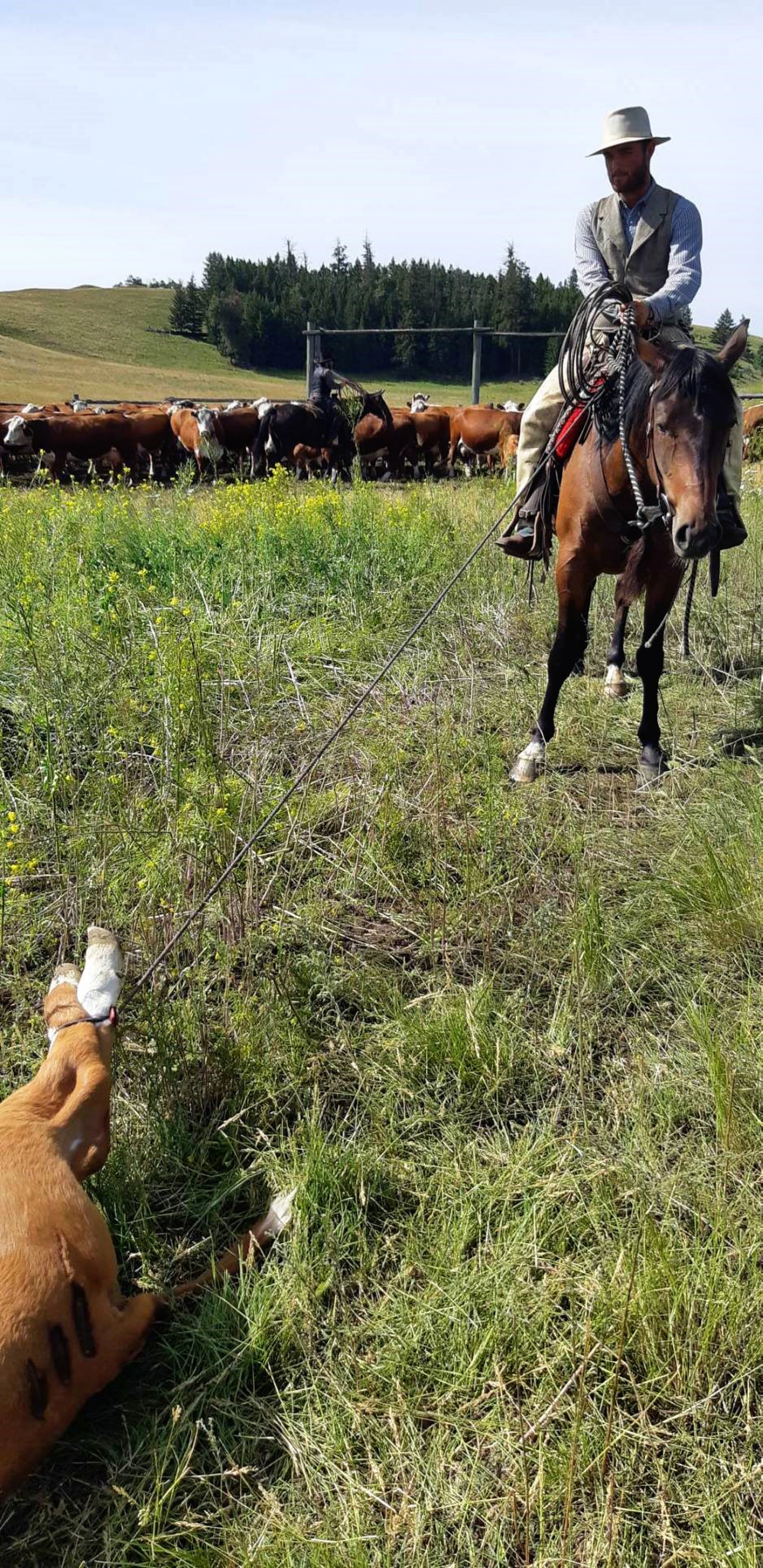 BC Livestock Sale Image