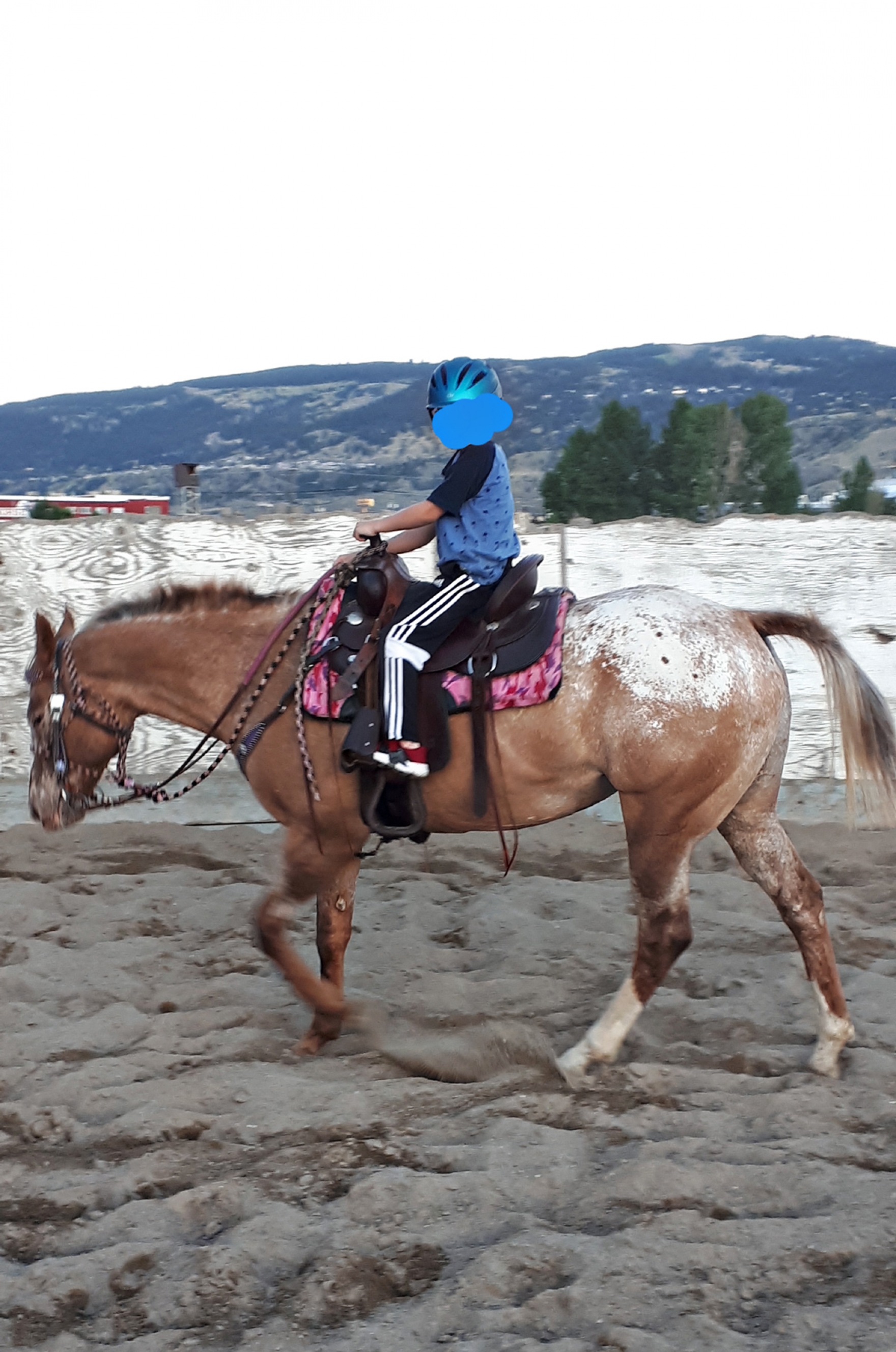BC Livestock Sale Image