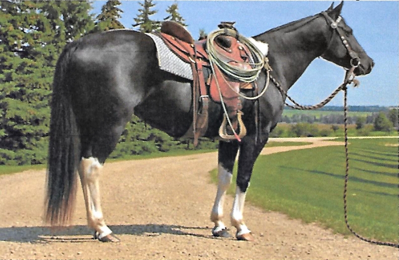 BC Livestock Sale Image