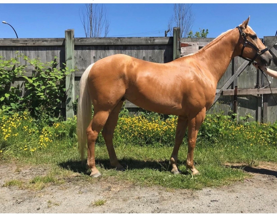 BC Livestock Sale Image