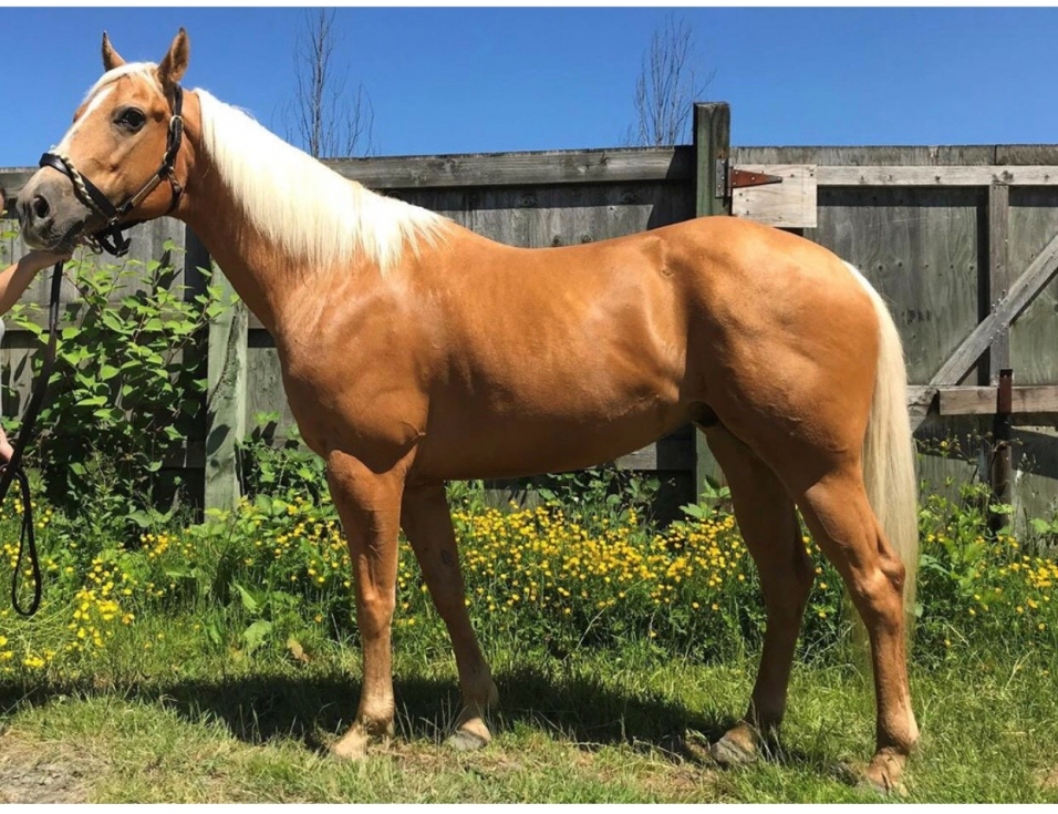 BC Livestock Sale Image