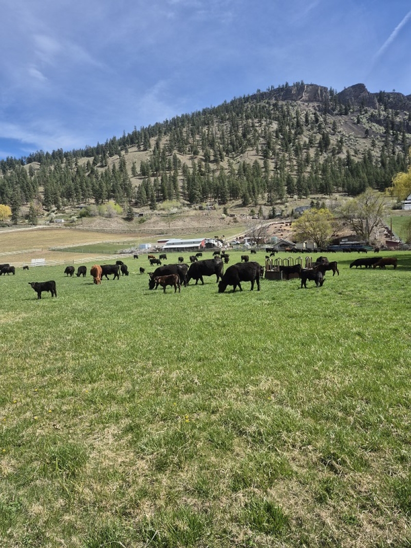 BC Livestock Sale Image