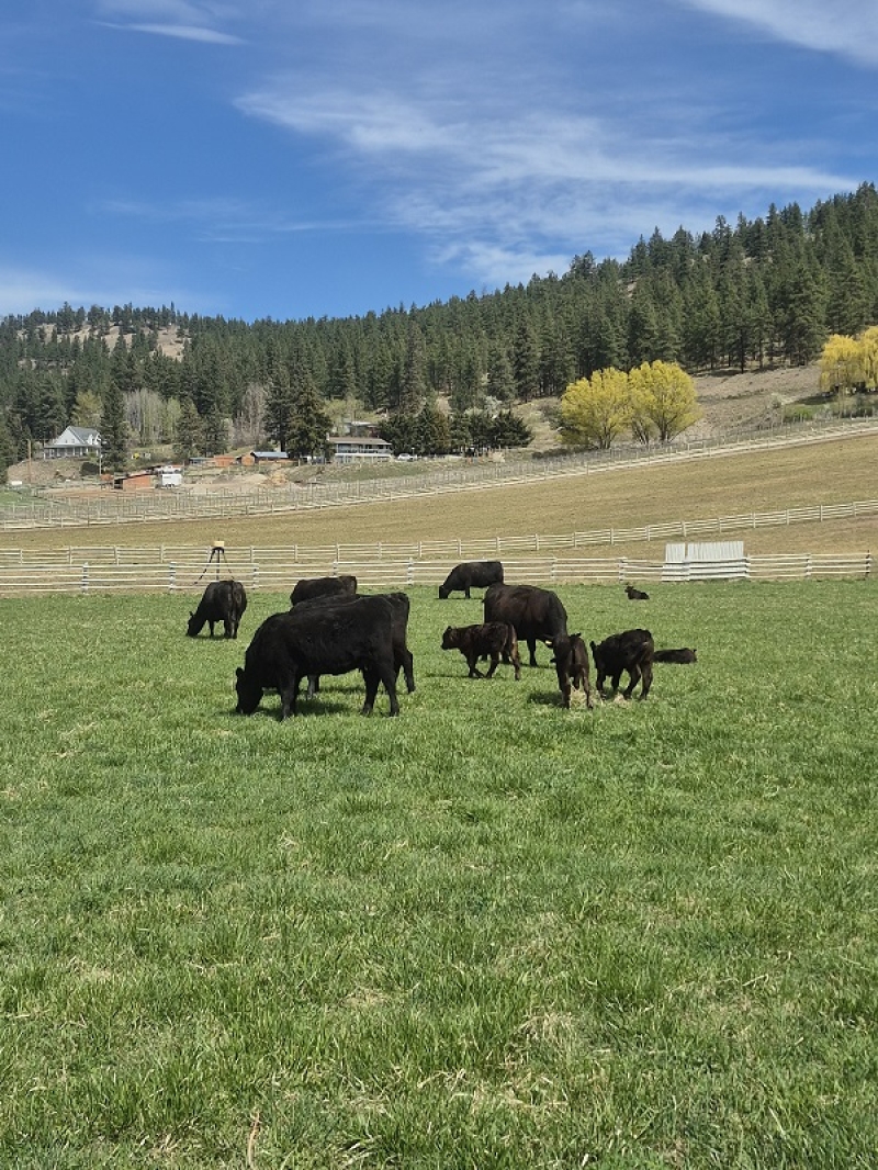 BC Livestock Sale Image