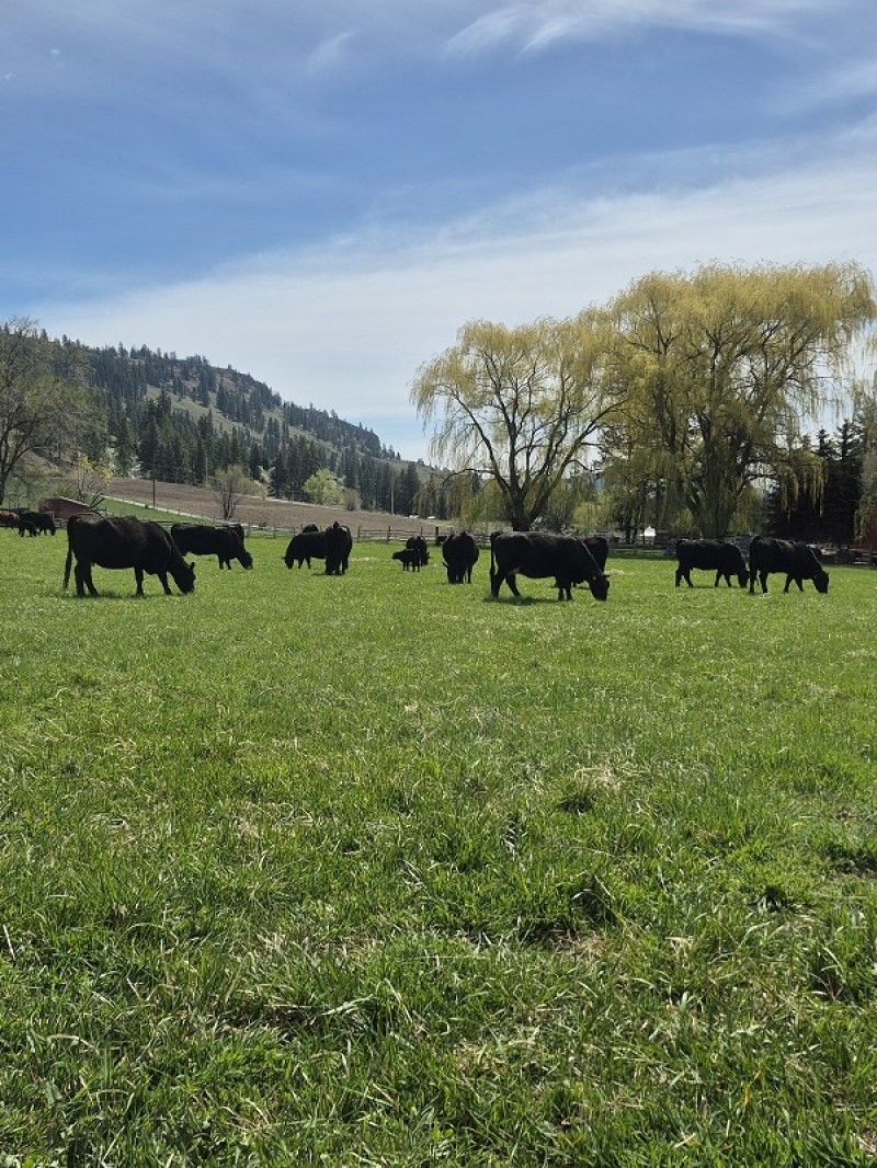 BC Livestock Sale Image