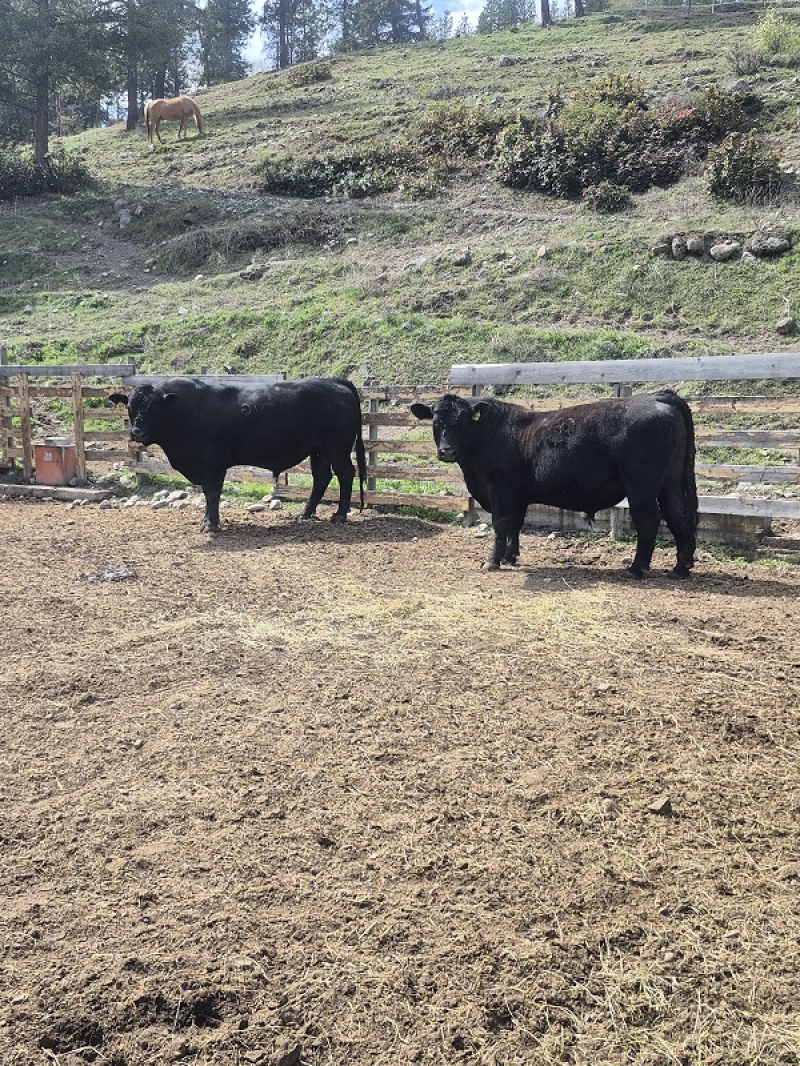 BC Livestock Sale Image