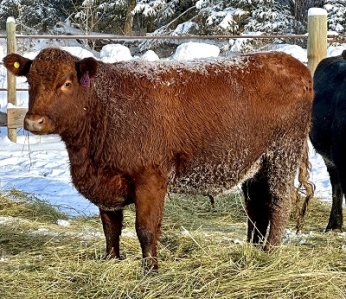 BC Livestock Sale Image