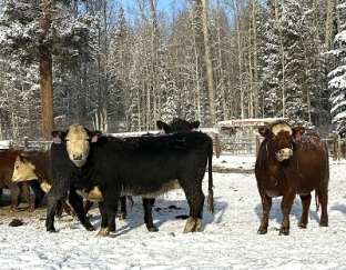 BC Livestock Sale Image