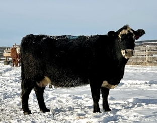 BC Livestock Sale Image