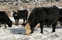 BC Livestock Sale Image