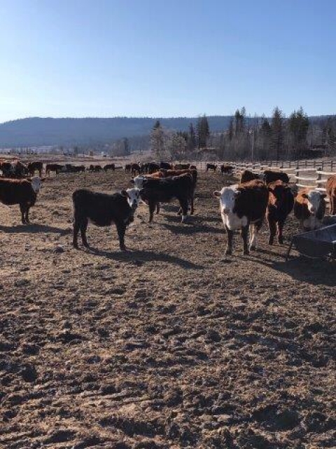 BC Livestock Sale Image