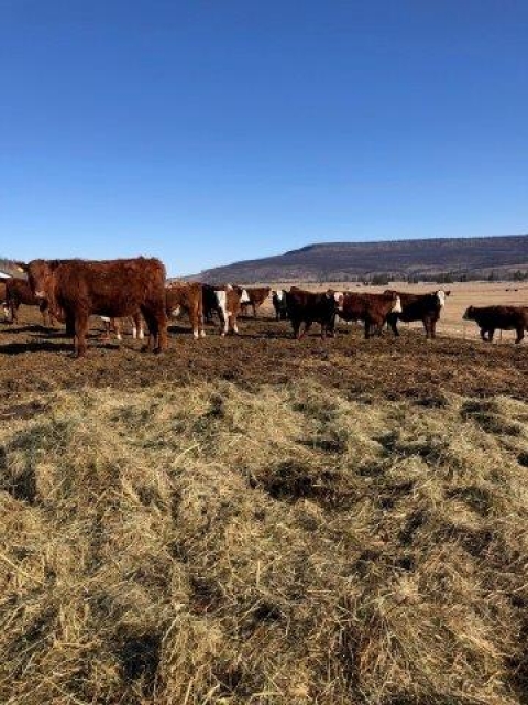BC Livestock Sale Image