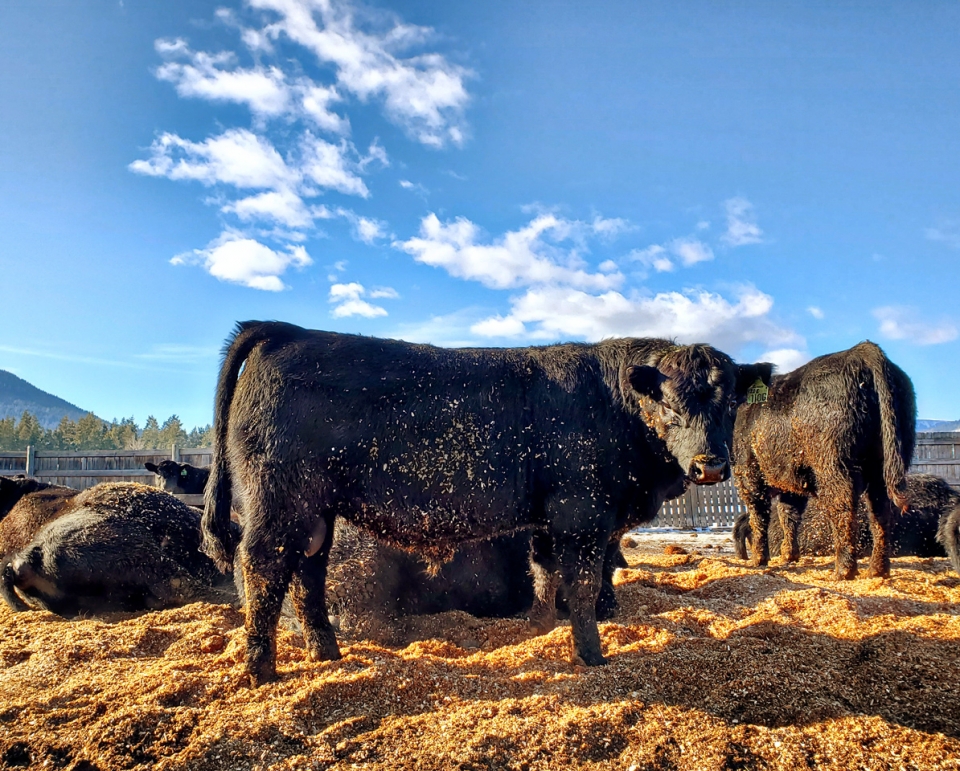 BC Livestock Sale Image