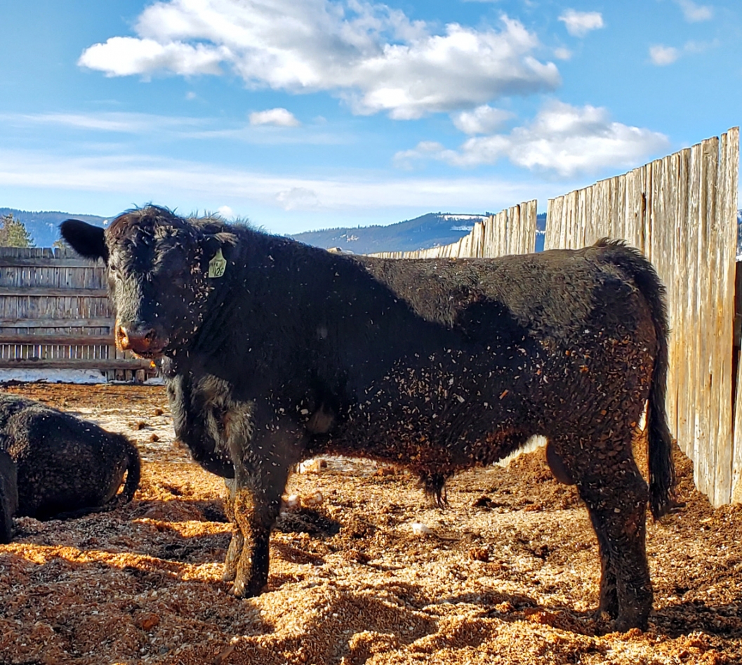 BC Livestock Sale Image