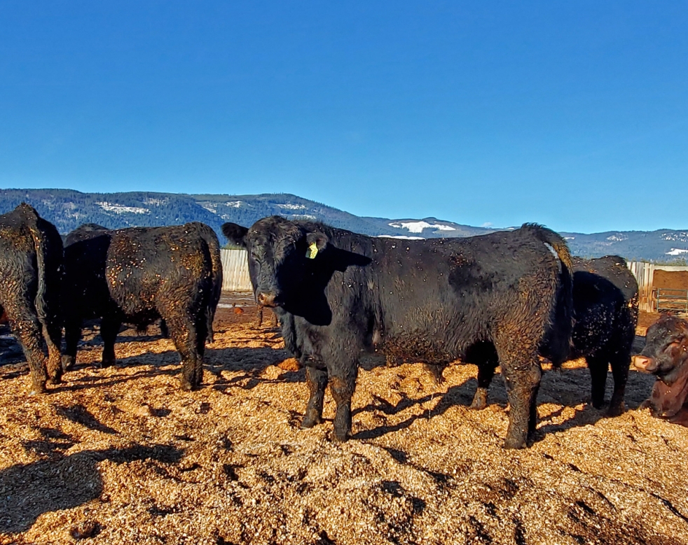 BC Livestock Sale Image