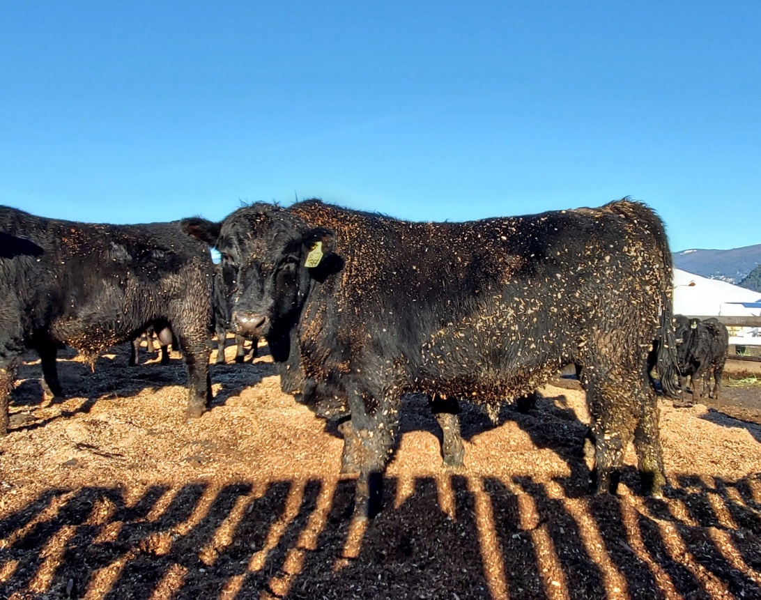 BC Livestock Sale Image