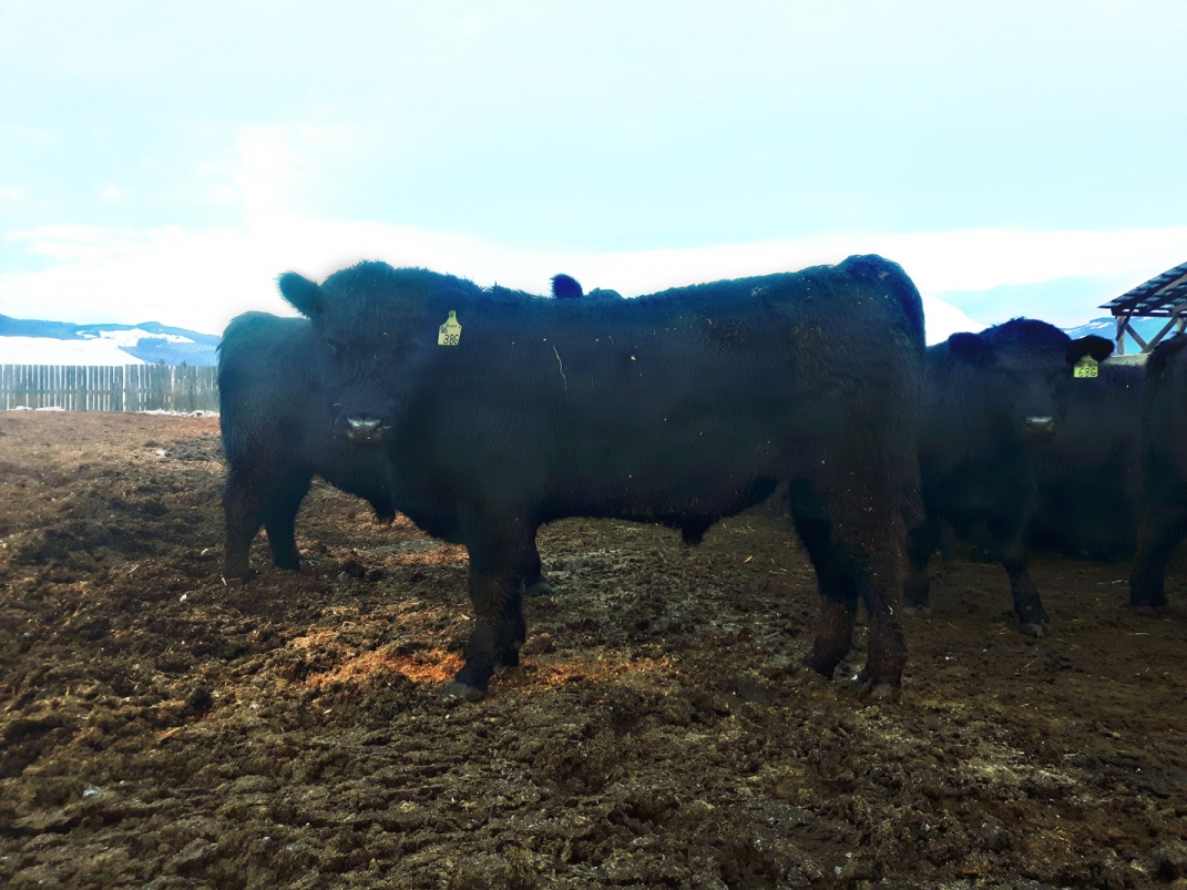 BC Livestock Sale Image