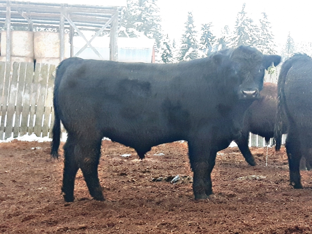 BC Livestock Sale Image