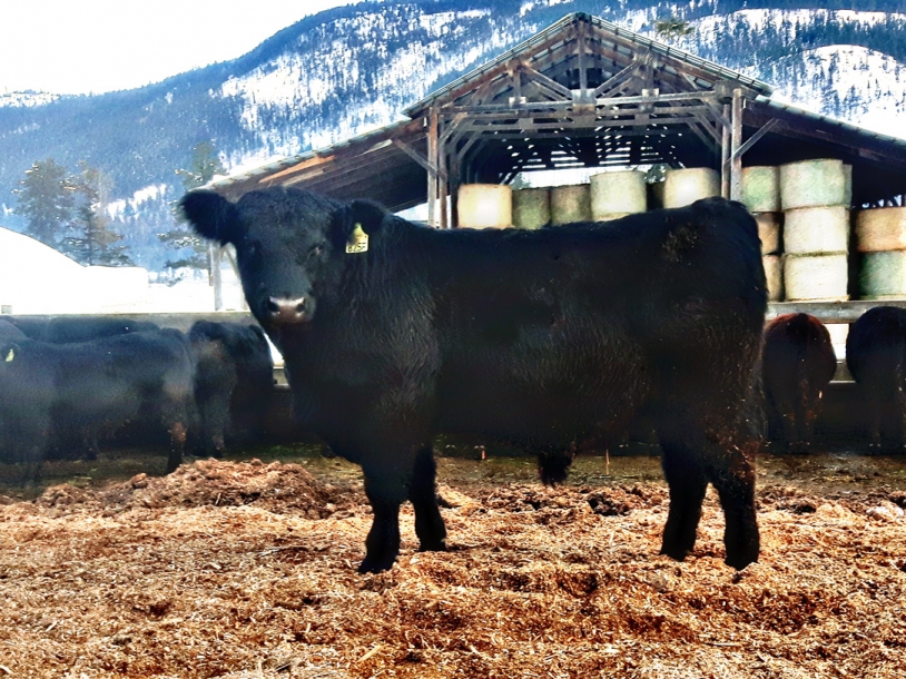 BC Livestock Sale Image
