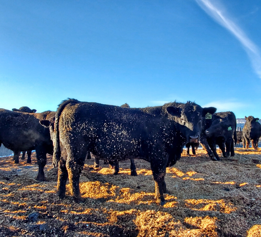 BC Livestock Sale Image