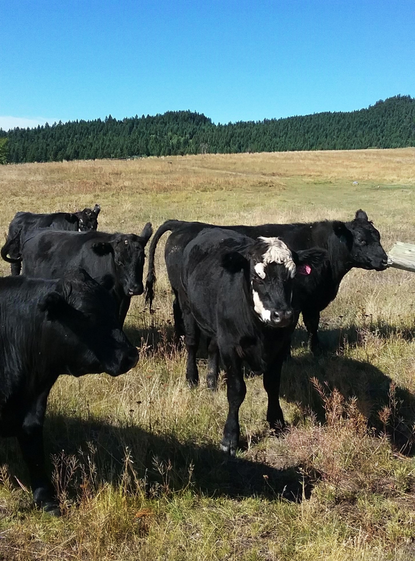 BC Livestock Sale Image