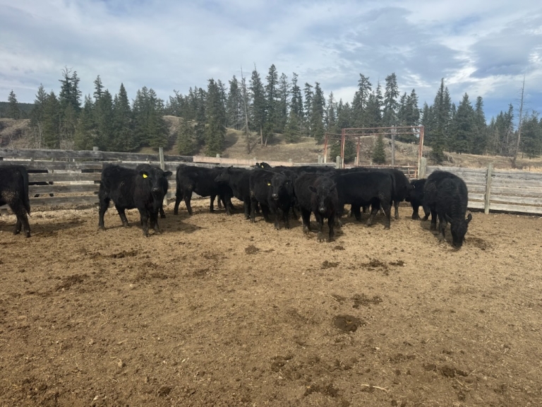 BC Livestock Sale Image