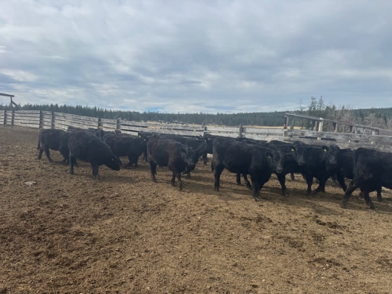 BC Livestock Sale Image