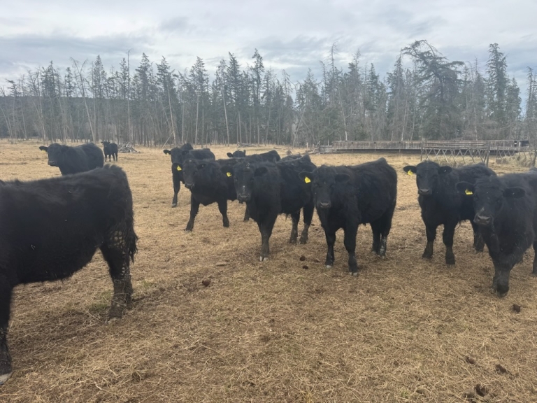 BC Livestock Sale Image