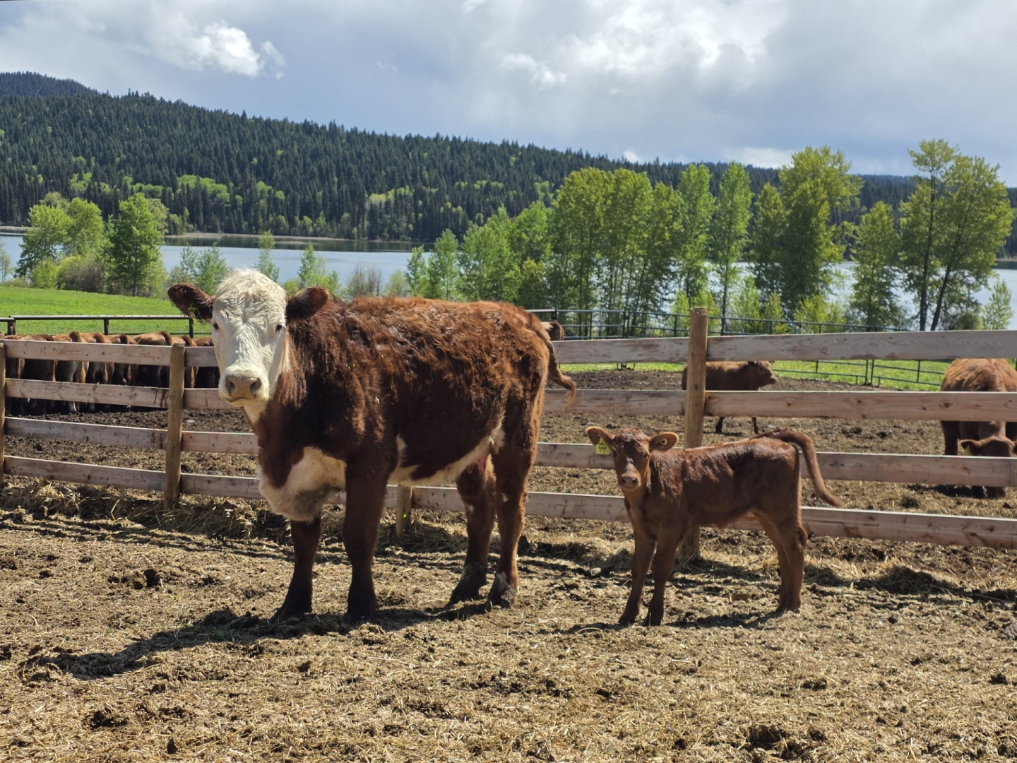 BC Livestock Sale Image