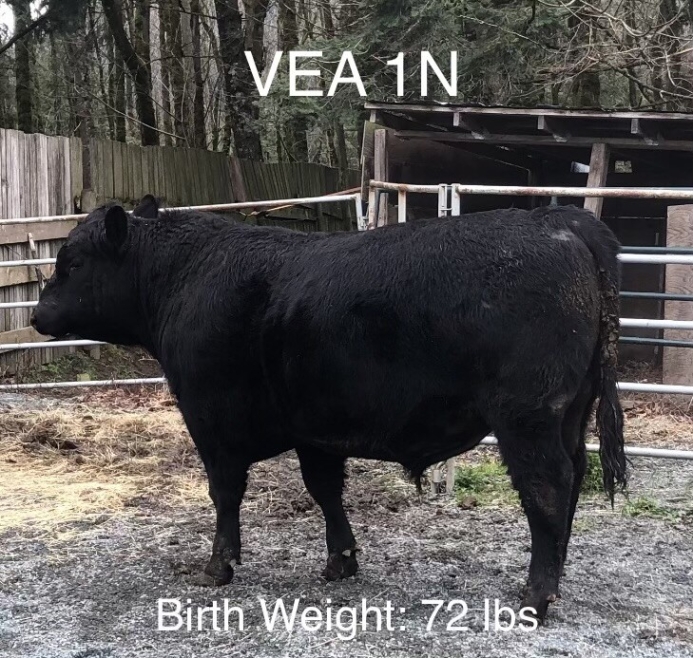 BC Livestock Sale Image