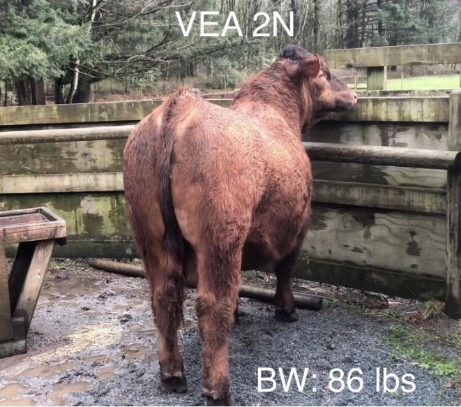 BC Livestock Sale Image