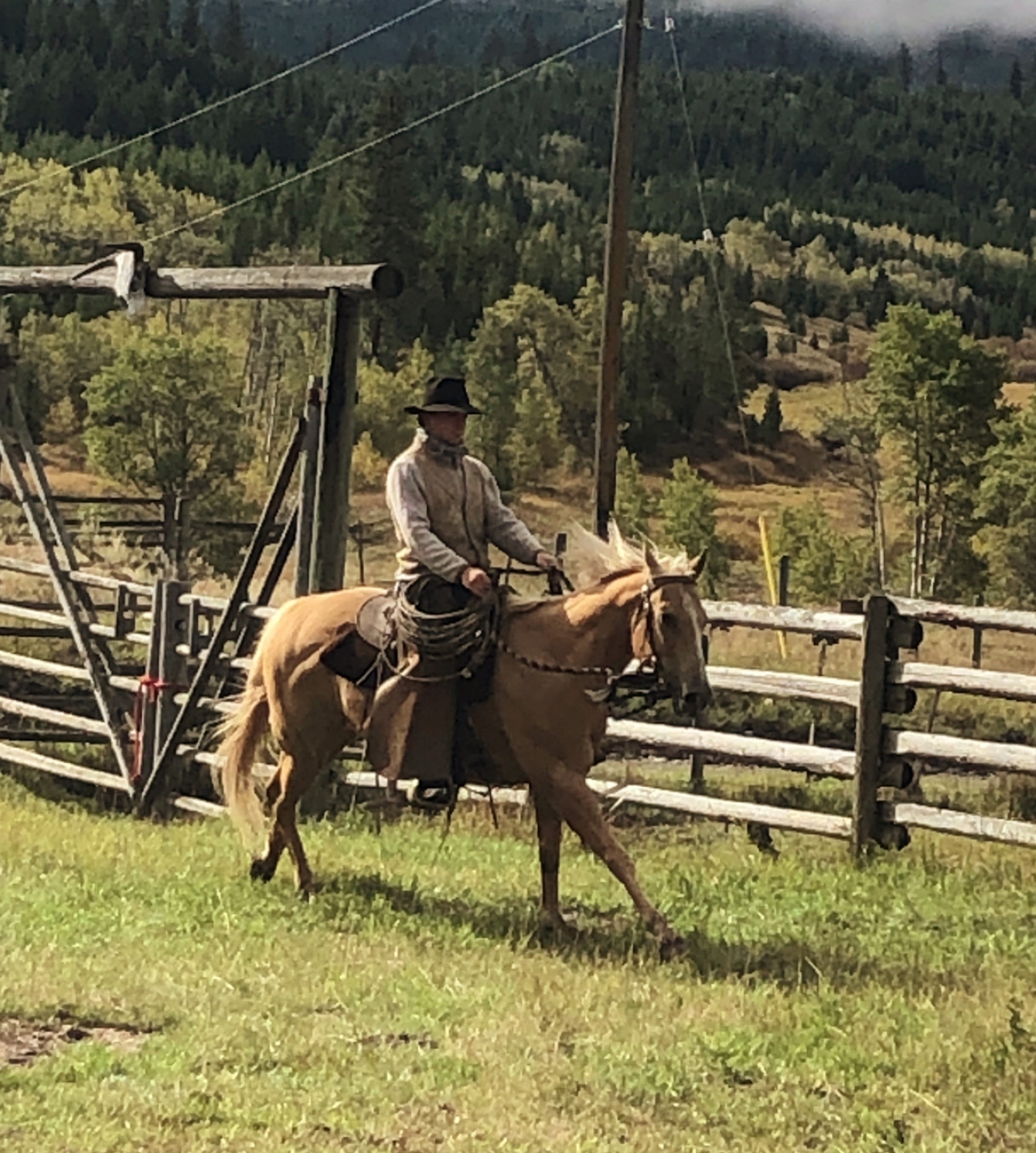 BC Livestock Sale Image