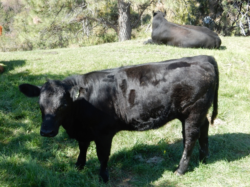 BC Livestock Sale Image
