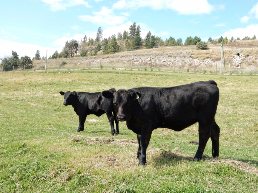 BC Livestock Sale Image