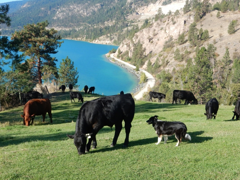 BC Livestock Sale Image