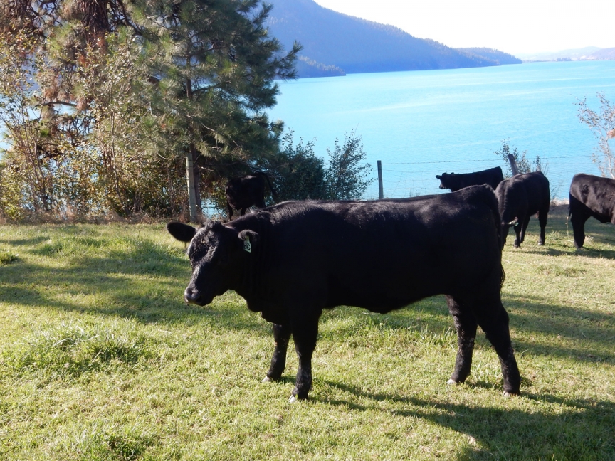 BC Livestock Sale Image