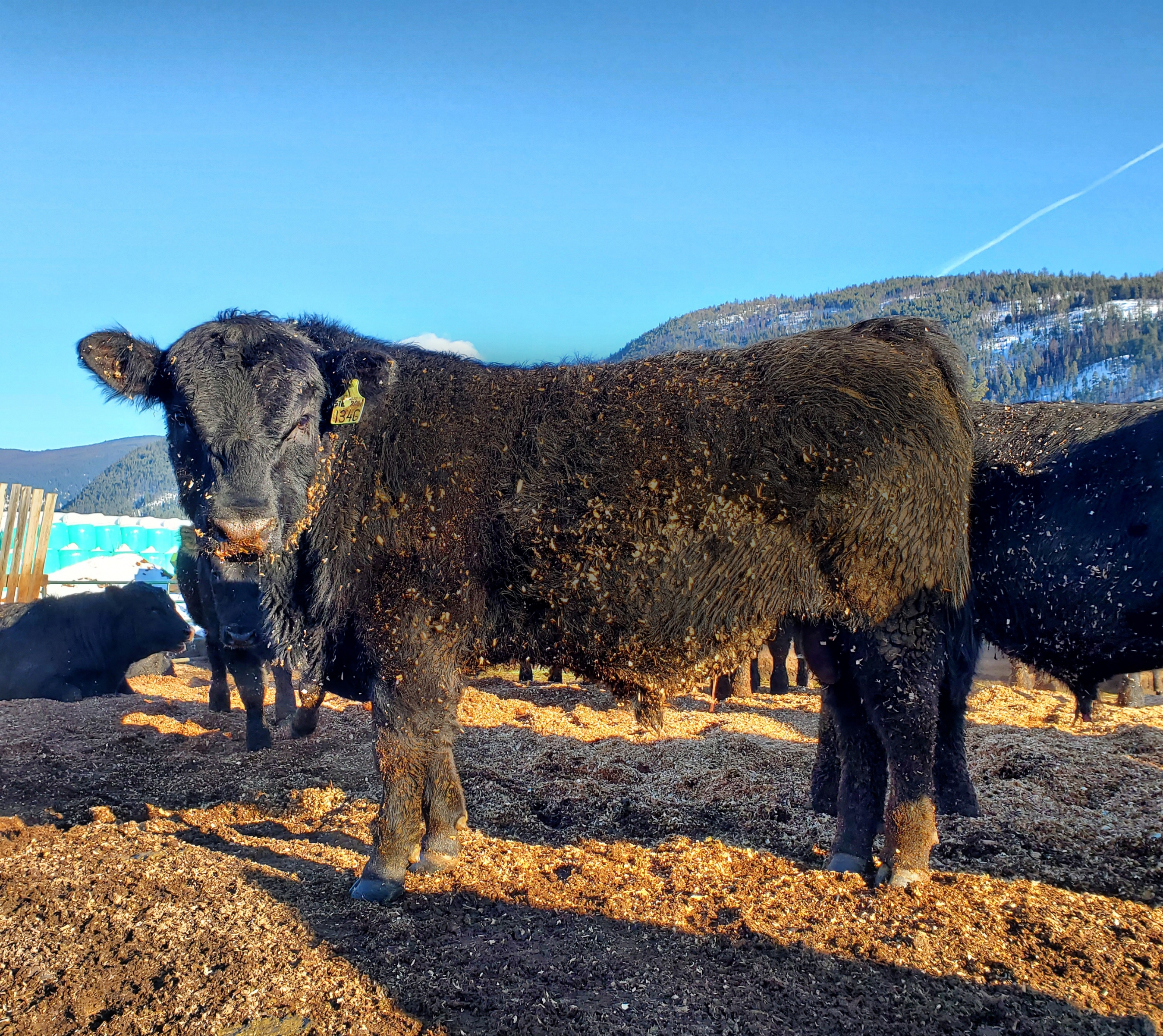 BC Livestock Sale Image