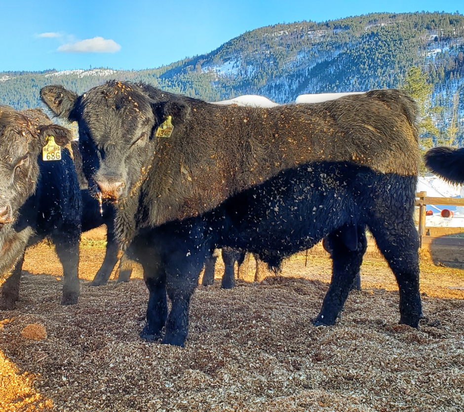 BC Livestock Sale Image